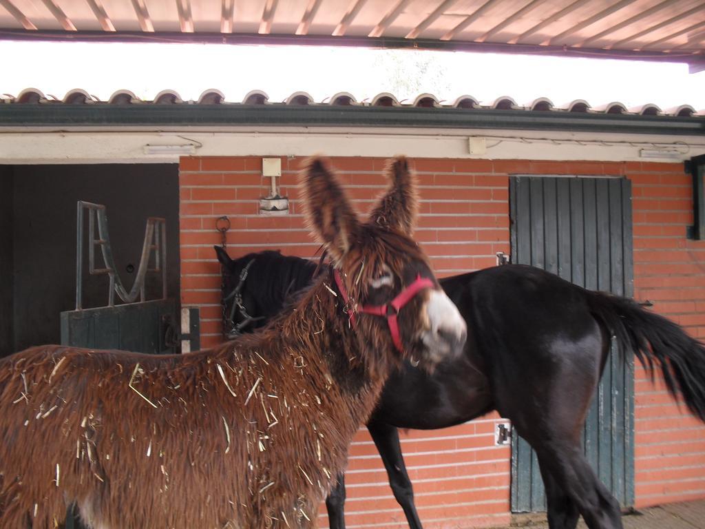 הוילה Constância Quinta Do Outeiro Alto מראה חיצוני תמונה